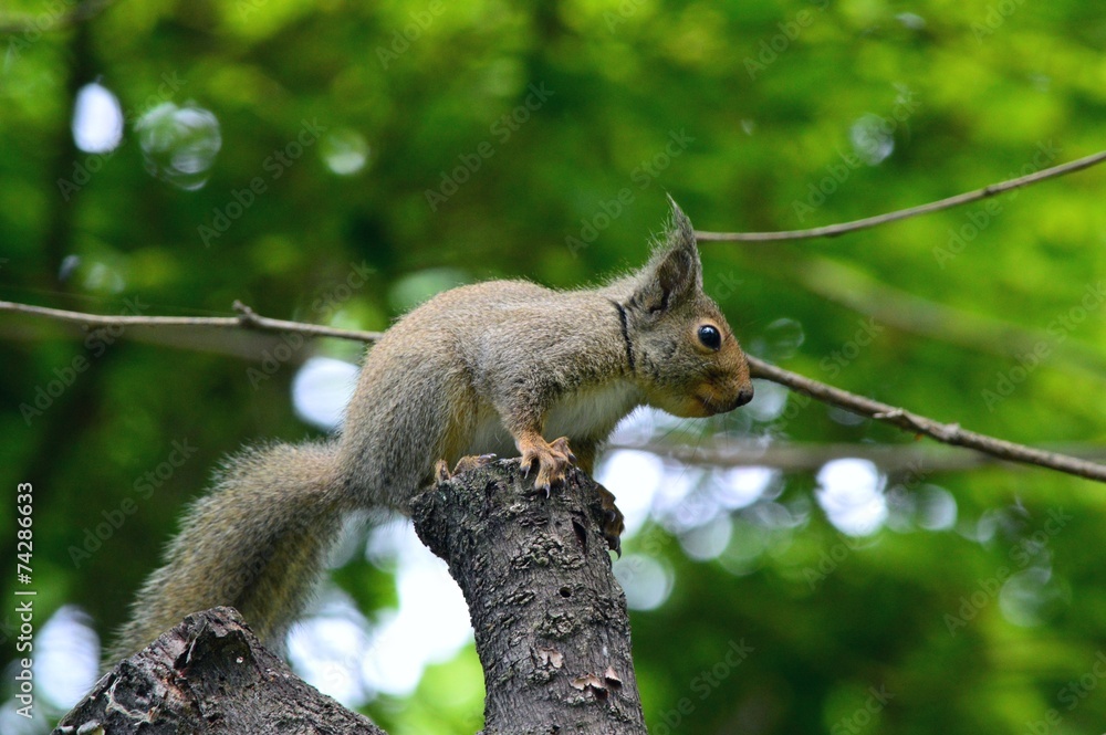 Obraz premium ニホンリス