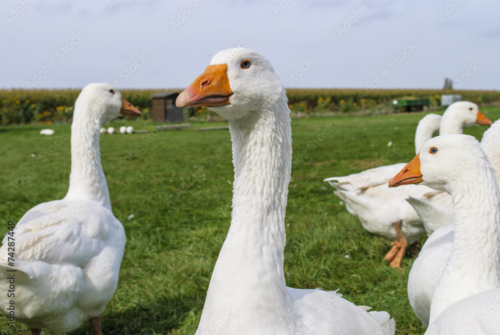Obraz premium Ducks