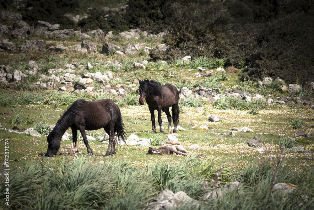 Fototapeta premium Wild horses in Sardinia