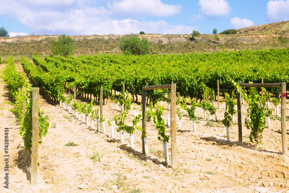Vineyards  in sunny summer day. La Rioja