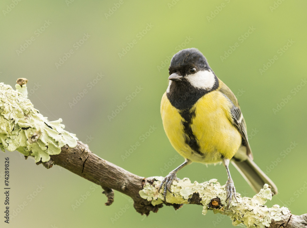 Fototapeta premium Especie de ave silvestre