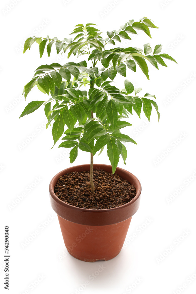 curry tree in clay pot isolated on white background curry tree in clay pot isolated on white background