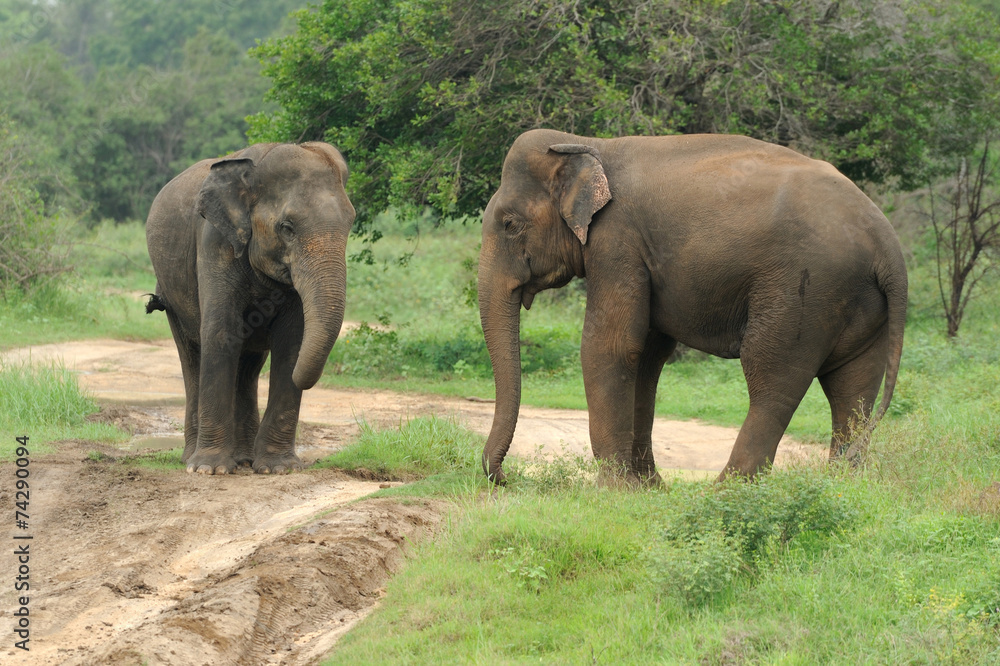 Elephants