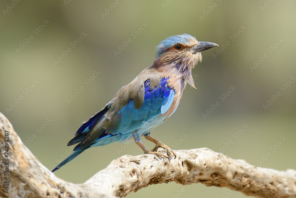 Indian Roller Indian Roller