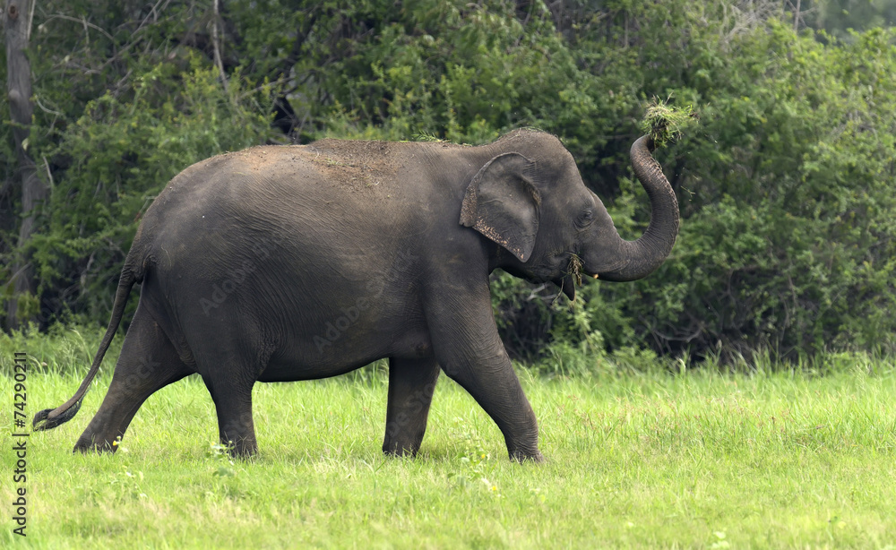 Fototapeta premium Elephants