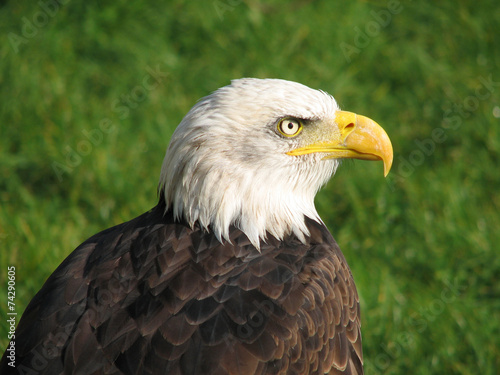 Bald eagle