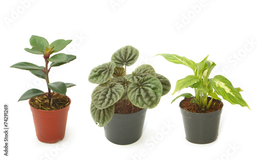 Assorted green houseplants in pots ,Ornamental plants