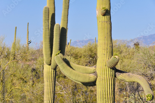 Saguaro cactus, Organ Pipe Cactus National Park, Arizona