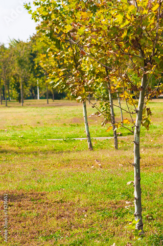 Young trees in the first days of october.