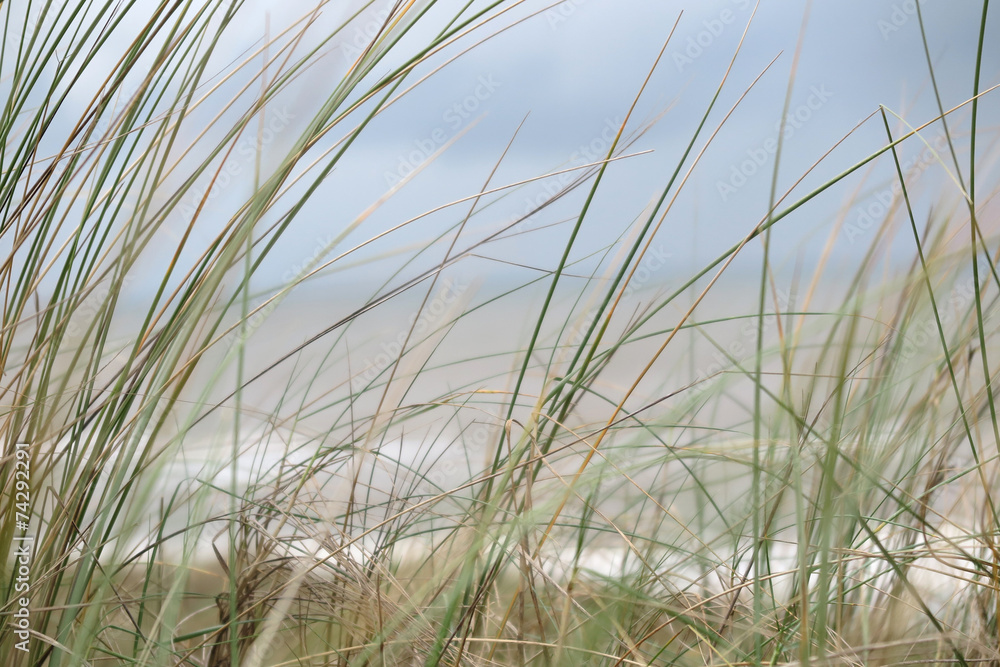 Dune grass on beach Dune grass on beach