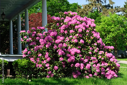 Wallpaper Mural Beautiful Rhododendron Torontodigital.ca