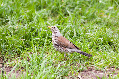 Turdus pilaris, Fieldfare.