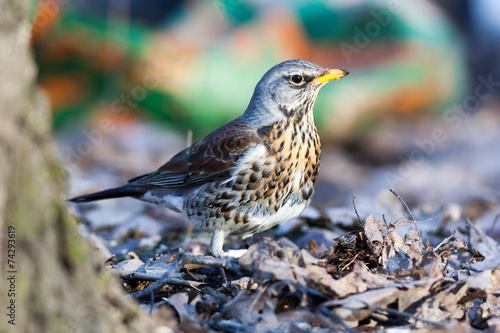 Turdus pilaris, Fieldfare.