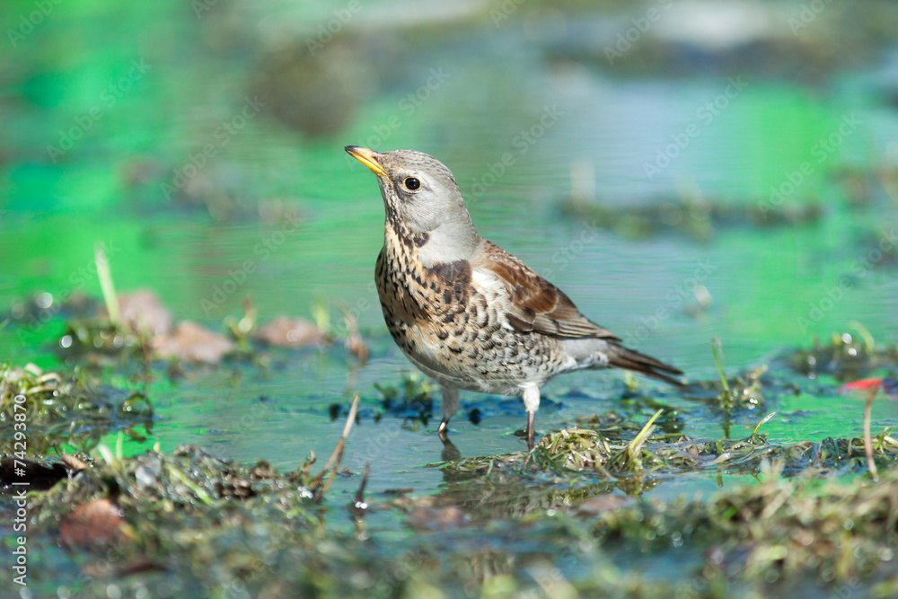 Turdus pilaris, Fieldfare. Turdus pilaris, Fieldfare.