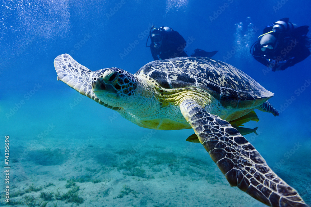 Sea turtle