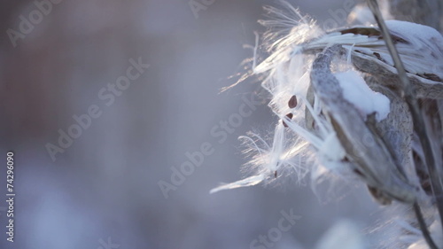 Asclepias syriaca winter photo