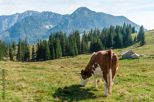 Cow grazing in the alps