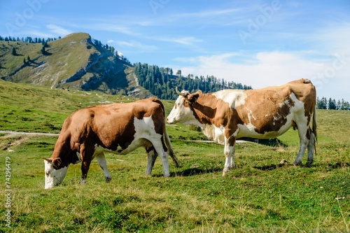 Two cows in the austrian alps