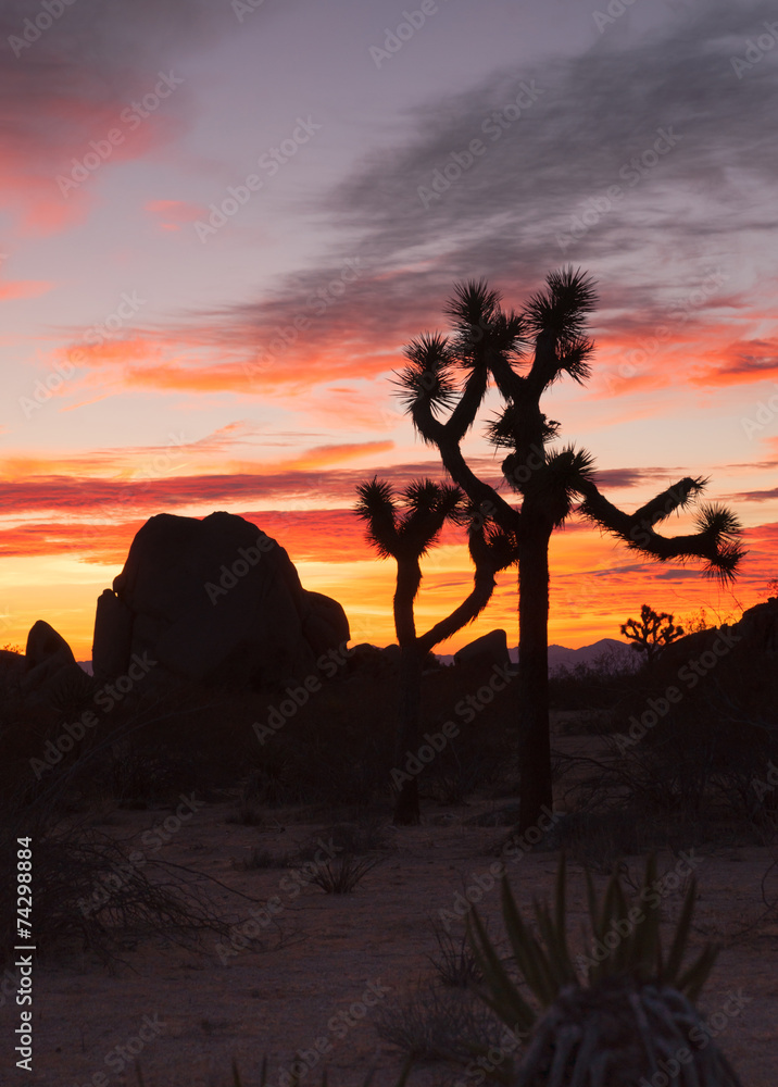 Joshua Tree Sunset Cloud Landscape California National Park