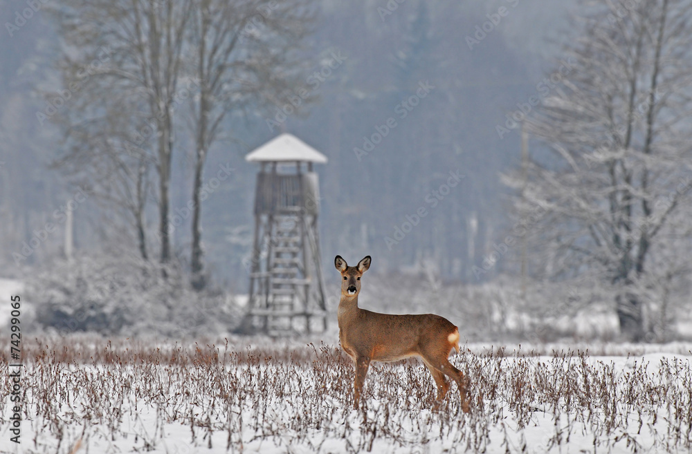 Fototapeta premium Roe deer in winter with hunting tower in the background