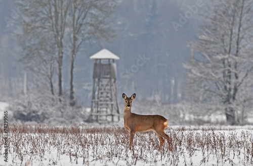 Roe deer in winter with hunting tower in the background