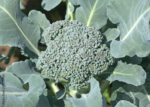 Green broccoli growing in soil on a bed of kitchen garden