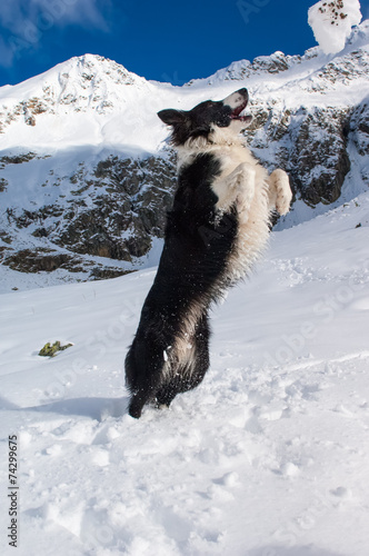 beautiful border collie plays with the snow on the mountain