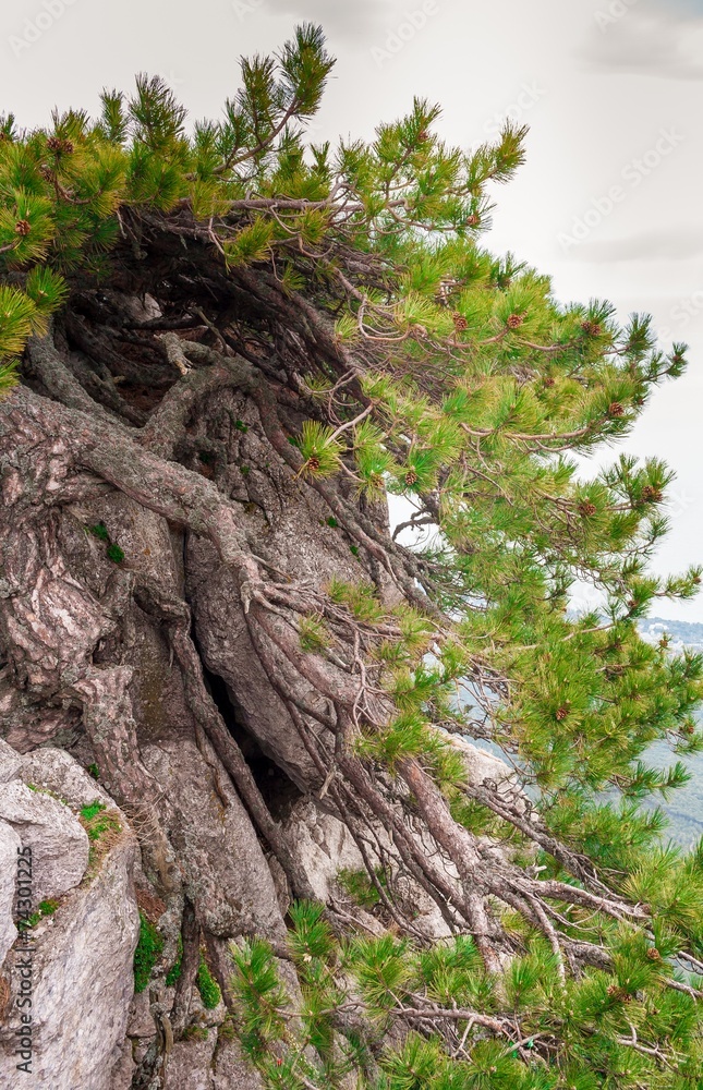 Fototapeta premium Pine growing on a rock. Ai-Petri, Crimea.
