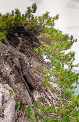 Pine growing on a rock. Ai-Petri, Crimea.