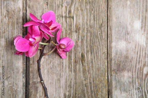 Pink orchid(Phalaenopsis )
