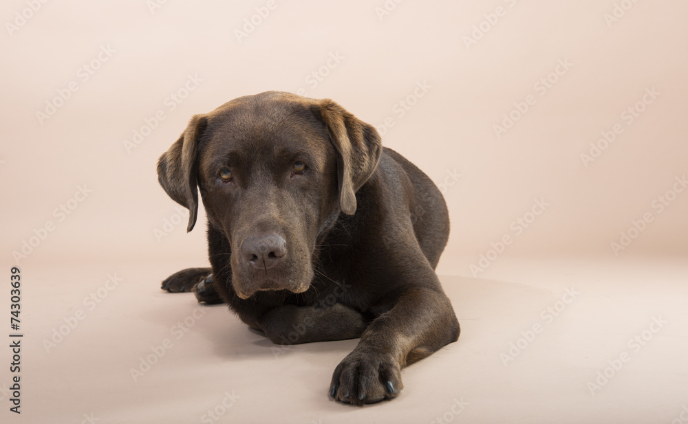 Chocolate Labrador lying on the ground. Chocolate Labrador lying on the ground.