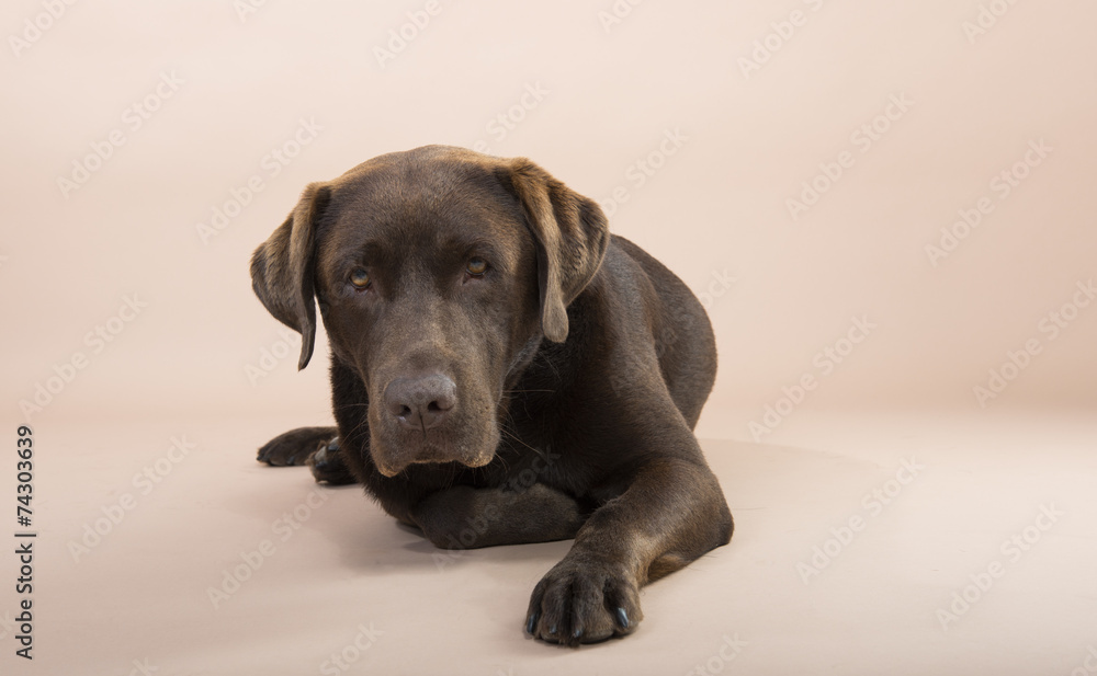 Chocolate Labrador lying on the ground.