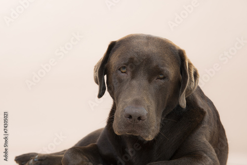 Cocolate Labrador lying on the ground in a studio. © scottdavis2