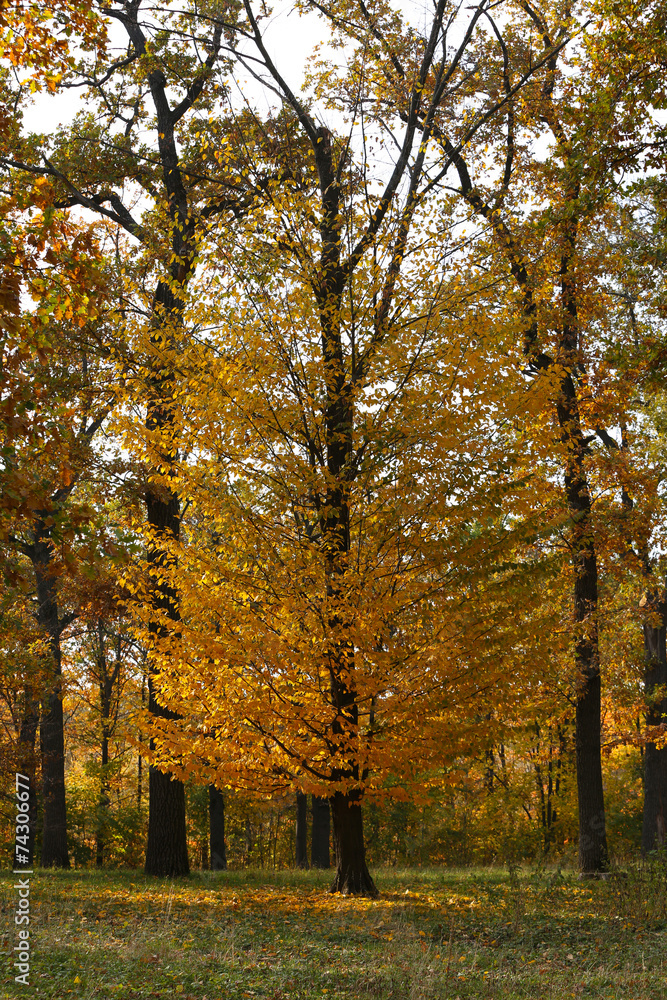 Beautiful autumn trees in park