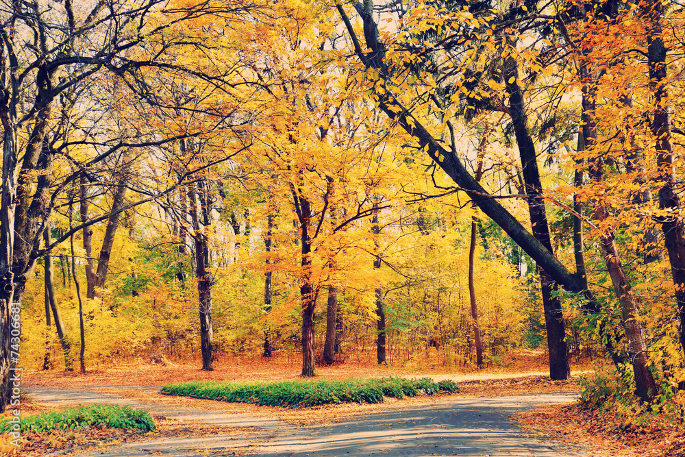 Fototapeta premium Beautiful autumn trees in park
