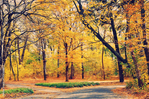 Beautiful autumn trees in park