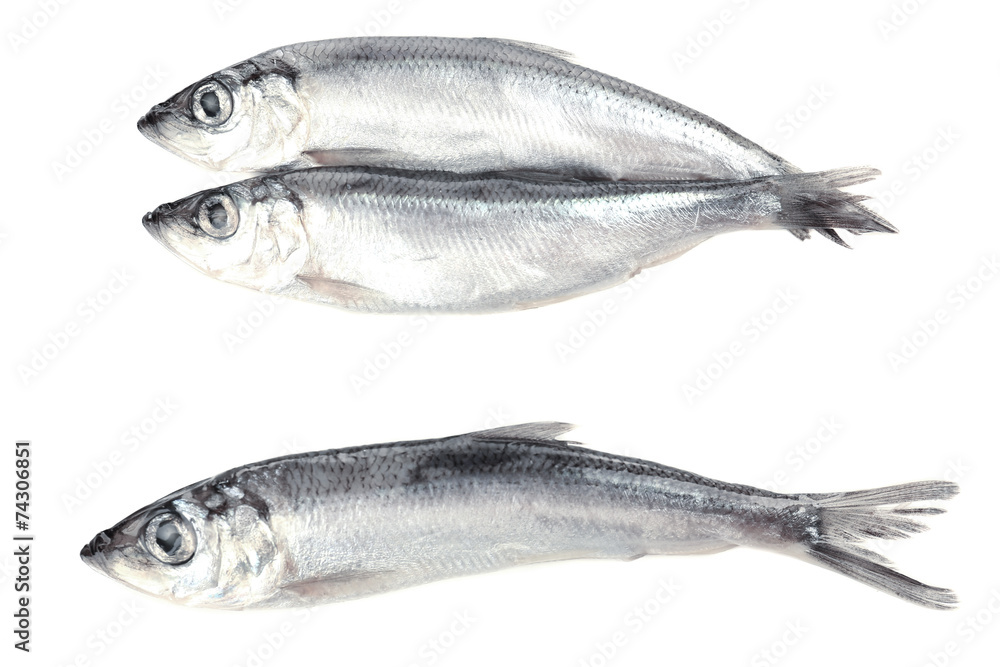 Fresh fish isolated on white Fresh fish isolated on white