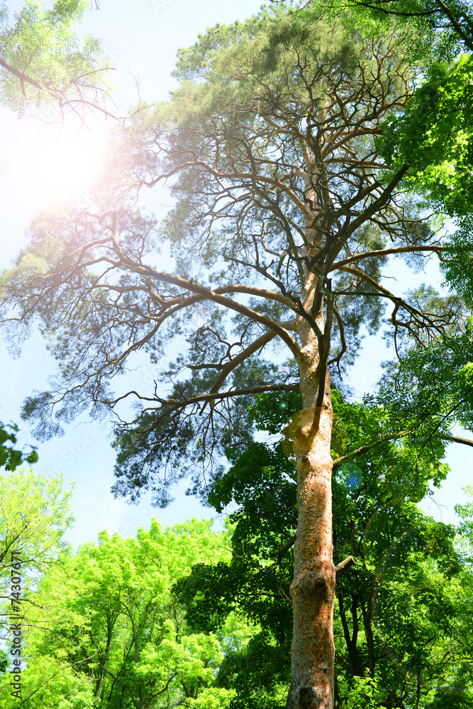 Fototapeta premium Beautiful trees in forest