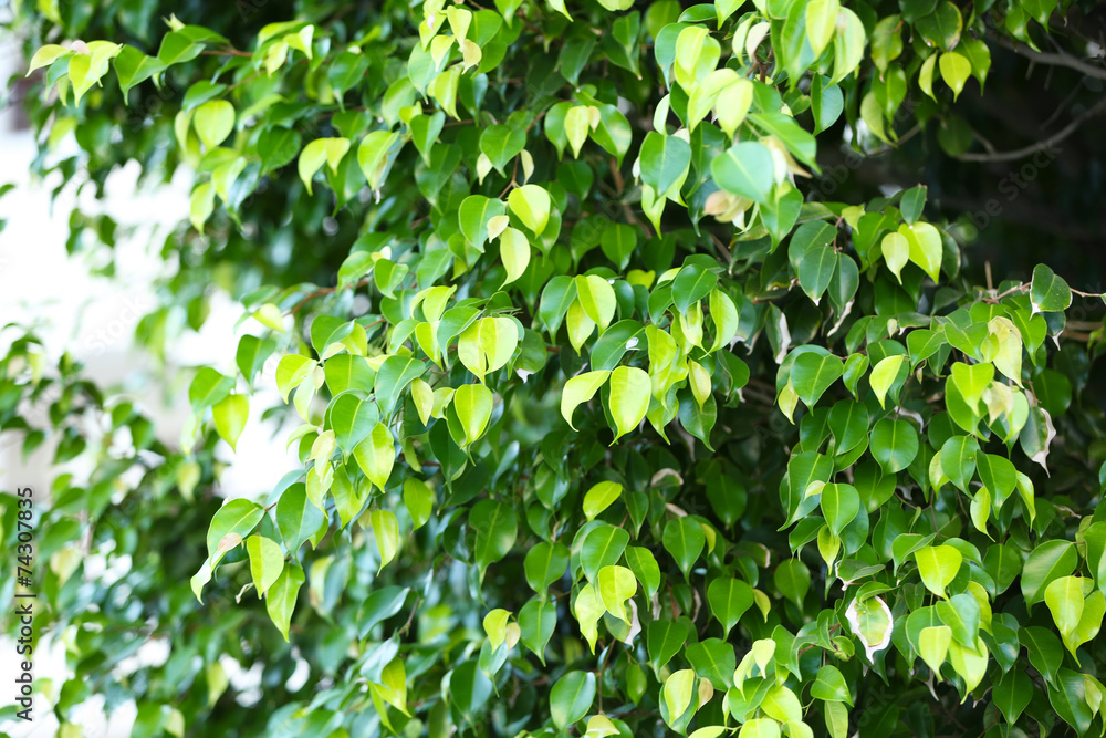 Green leaves on tree, close-up Green leaves on tree, close-up