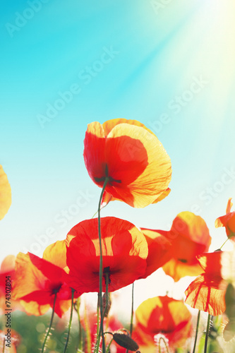 Fototapeta Naklejka Na Ścianę i Meble -  Meadow with beautiful bright red poppy flowers in spring