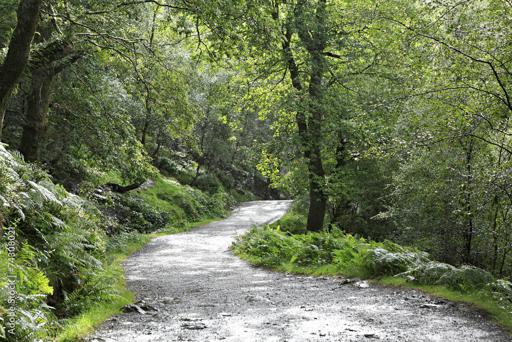 Obraz premium Rain in the forest.