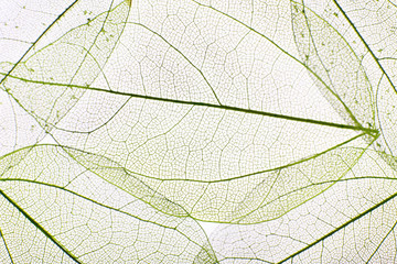 Papier peint photo Nervures de feuilles Decorative skeleton leaves background  © Africa Studio