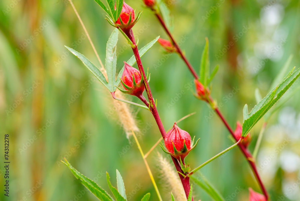 Obraz premium Roselle