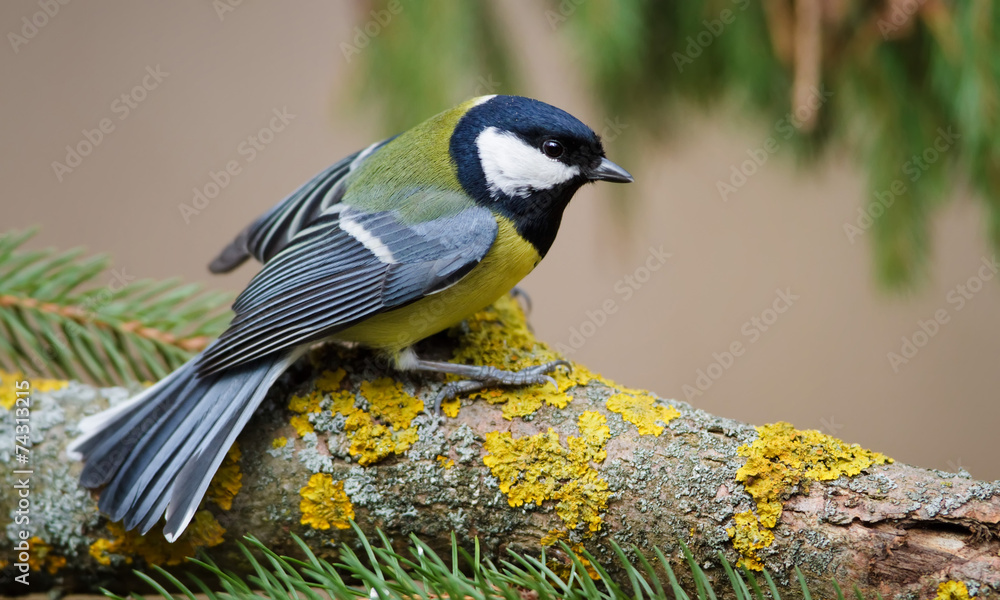 Fototapeta premium Great Tit and Christmas Tree
