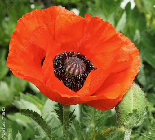 Fototapeta Naklejka Na Ścianę i Meble -  Pavot d'Orient