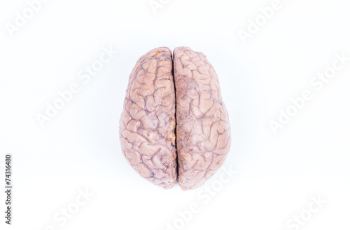 human brain isolated on white
