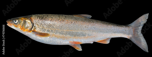 Fish (Leuciscus brandti) 10