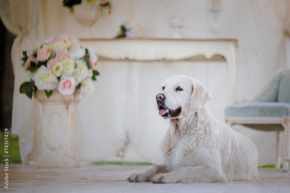 Golden retriever Golden retriever