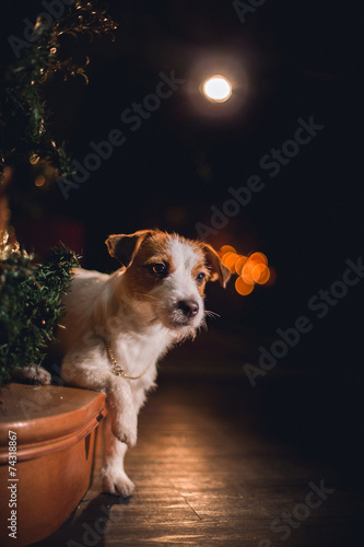 Jack Russell dog at the Christmas