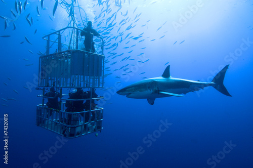 weißer Hai vor Käfig photo